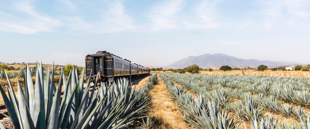 Tren a tequila por campos de Agage