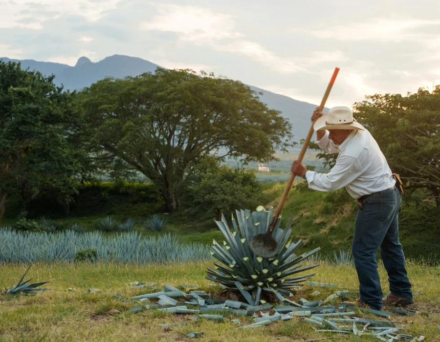 El oficio que sostiene la tradición del tequila