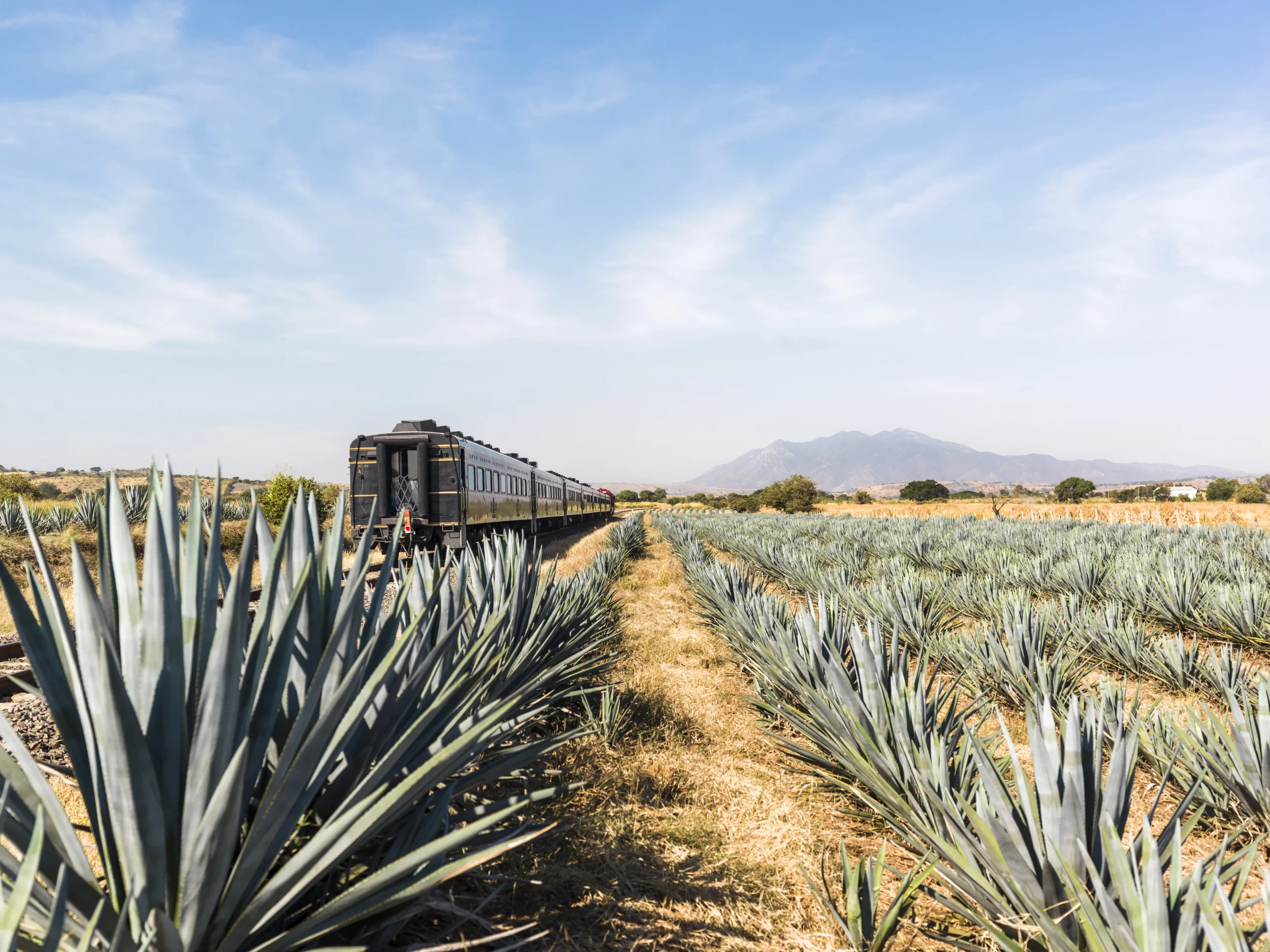 Jose Cuervo Express en campos de agave